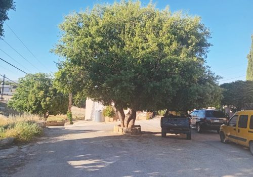 سنديانة-بيت-صليبي